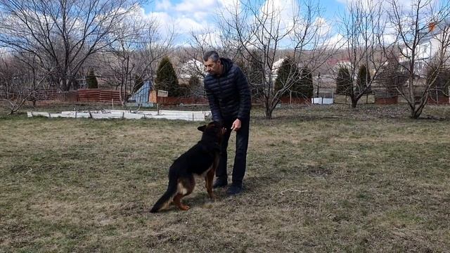 Дрессировка немецкой овчарки смотреть онлайн