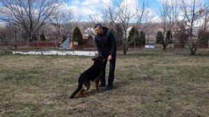Дрессировка немецкой овчарки