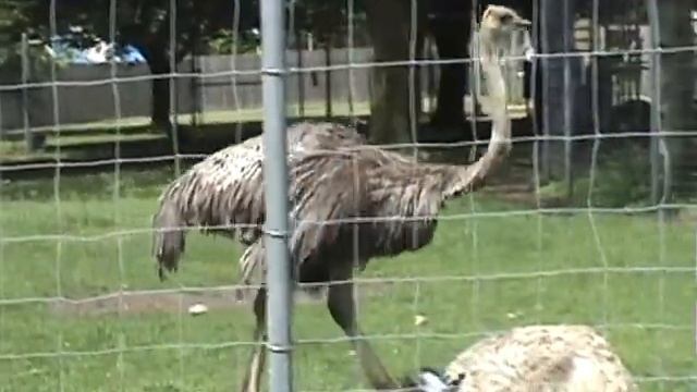 Emu & Ostrich - Long Island Game Farm смотреть онлайн