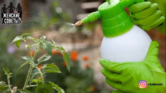 Сода Для Подкормки Томатов — Гарантия Отличного Урожая! смотреть онлайн
