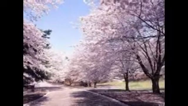 Весна в карпатах смотреть онлайн