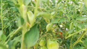 Томат минусинские стаканы.