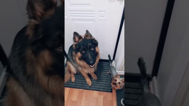 Удивительные животные !!!! смотреть онлайн