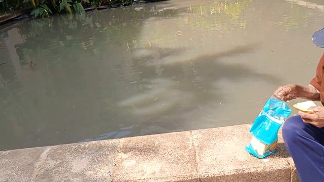 Провели день в отеле 😊Бассейн 🌊 Таец сказал им нужна только мутная🐬🐬🐬Паттайя Тайланд Отпуск💕 смотреть онлайн