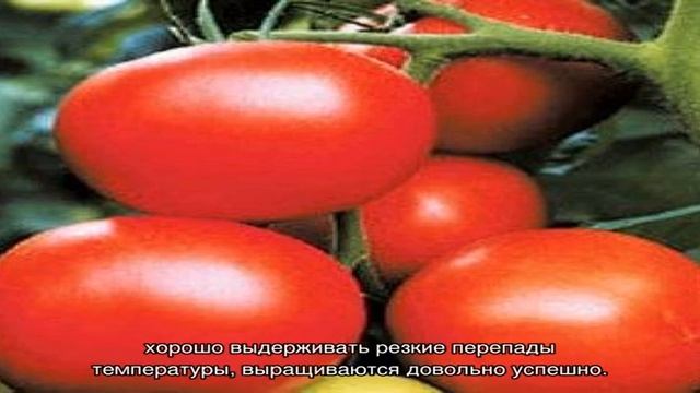 Обзор лучших сортов помидор для Урала с фотографиями смотреть онлайн