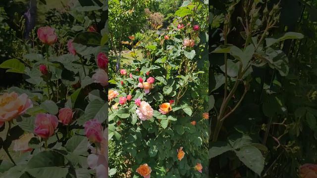 The Impressionist rose Імпресіоніст троянда, Троянди 2023 смотреть онлайн