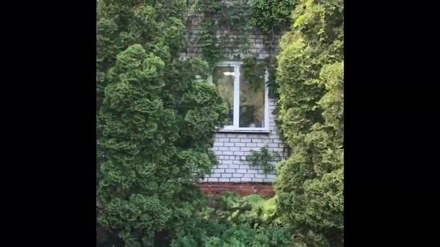 Рододендроны. Сирень Красавица Москвы. 30 мая экскурсия в ботанический сад Марий Эл смотреть онлайн