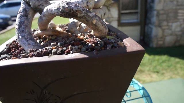 Bougainvillea Bonsai Rose Pixie смотреть онлайн