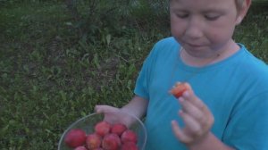 Алыча. Сорт - Найдёна.