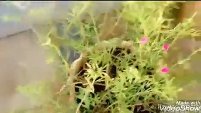 Garden love - my garden part 2 смотреть онлайн