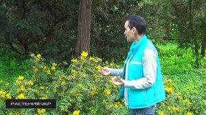 Магония падуболистная / Магнолия посадка и уход / цветущие кустарники