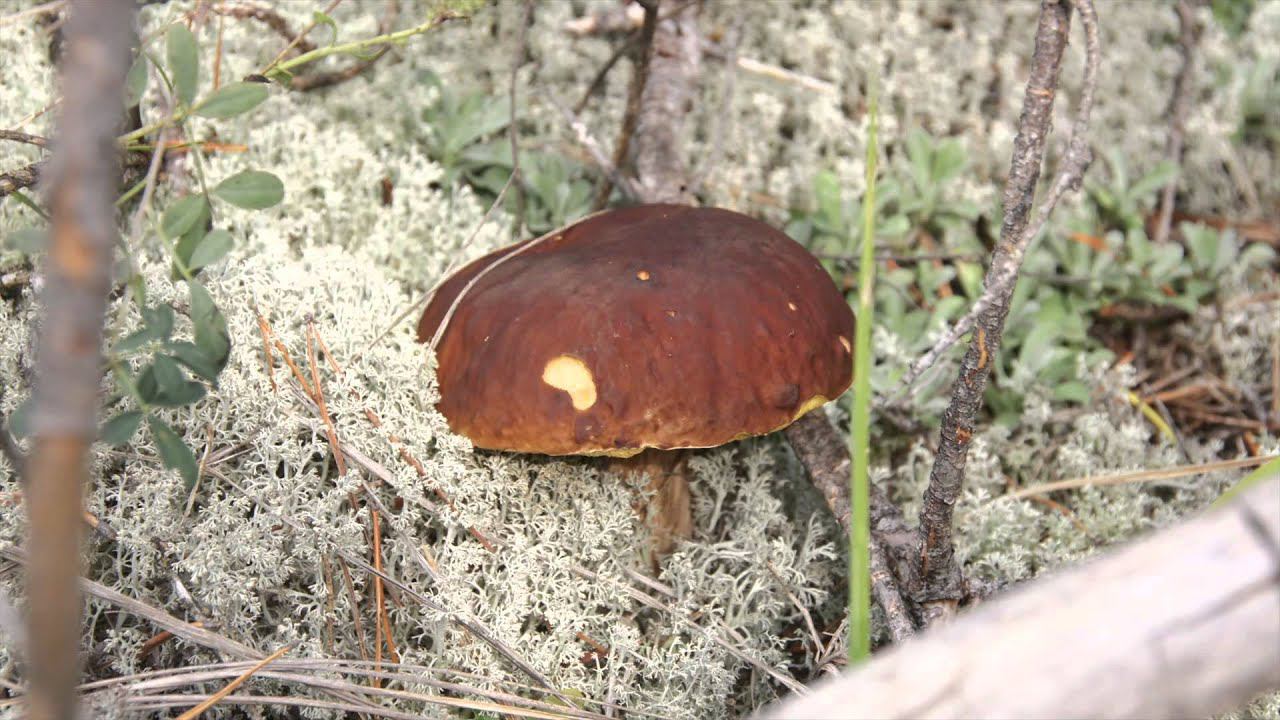 Mushrooms смотреть онлайн