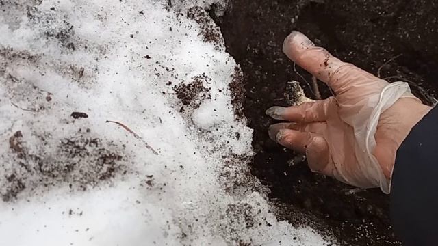 Поздняя посадка пиона смотреть онлайн