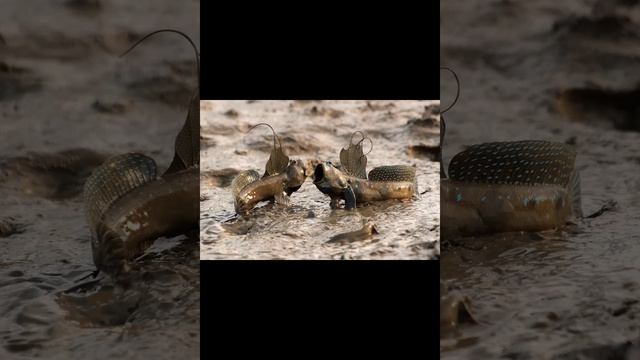 Илистый прыгун рыба смотреть онлайн