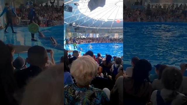 Минский дельфинарий смотреть онлайн