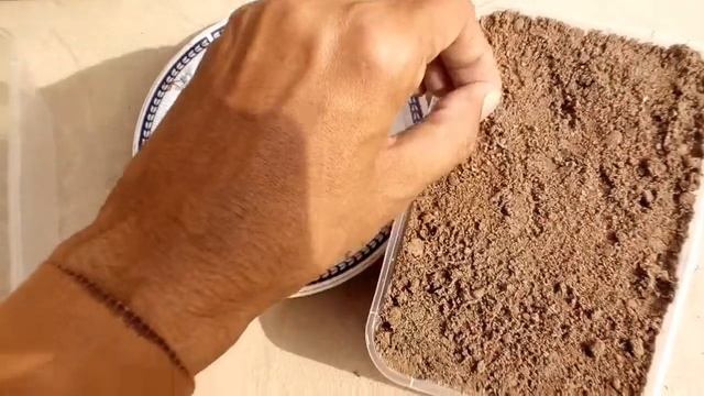 How to grow kochia from seeds |How to grow kochia plant from seeds with update смотреть онлайн