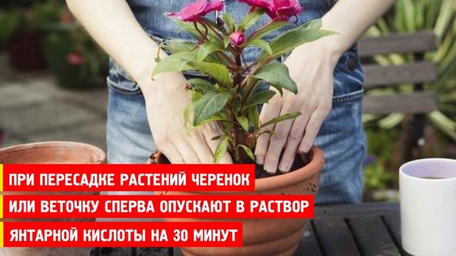 ЯНТАРНАЯ КИСЛОТА ДЛЯ ПЫШНОГО ЦВЕТЕНИЯ РАСТЕНИЙ смотреть онлайн