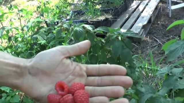 Энросадира дает первые ягодки на побегах 2 года (Маточный корень). смотреть онлайн