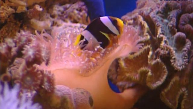 Beautiful Anemone Keeping healthy moving anemones смотреть онлайн