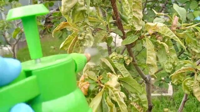 Курчавость персика. Лечение ( полноэкранная версия). смотреть онлайн