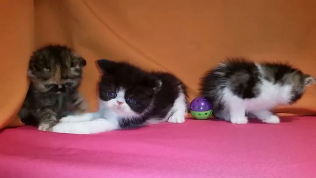 Короткошёрстные курносики смотреть онлайн