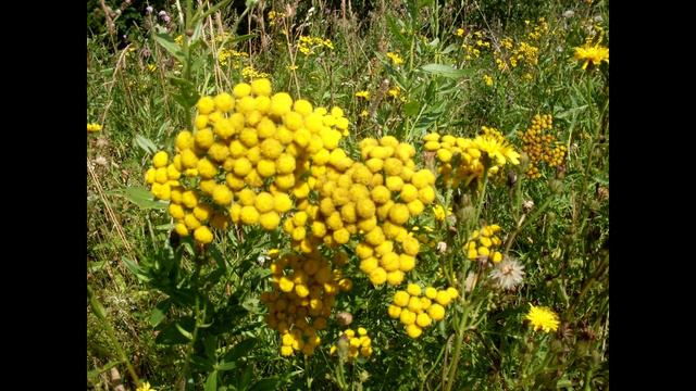 Вятский край