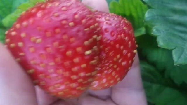 Сорт клубники Комрад Победитель. Почему собираюсь его выбрасывать? смотреть онлайн