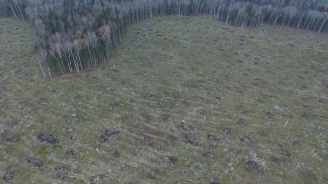 Квадрокоптер на вырубке. Рассудово д. Зверево 3 смотреть онлайн