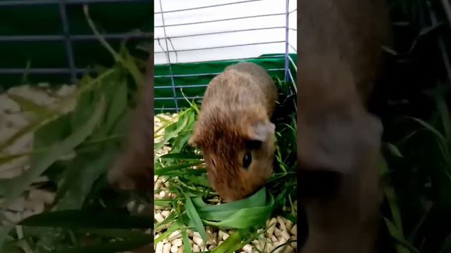 Любимая еда морских свинок смотреть онлайн