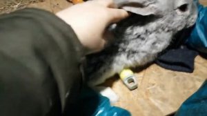 #Ужасы Кролиководства#Видео#Кастрировать или нет?