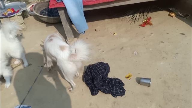 Pomeranian female dog live meeting video 🐕🦺 |female dog ki meeting смотреть онлайн