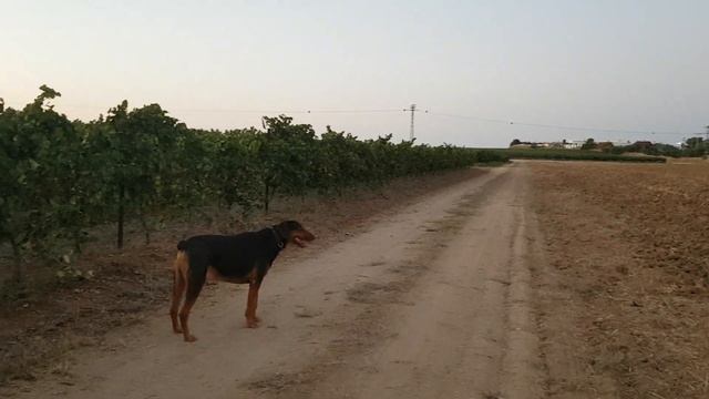 авдотка 22.08.2019 смотреть онлайн