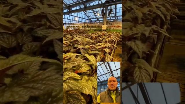 Бегония рекс в #питомник #тимирязевский #shorts #агроном #nursery #plants #бегония смотреть онлайн