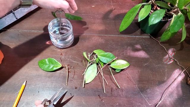 How To Propagate A Hoya! | Water Propagation Method смотреть онлайн