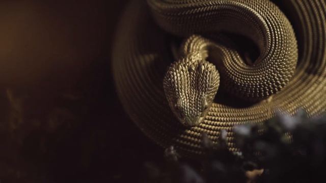 COPPERTIST.WU| PYTHON BOTTLE OPENER смотреть онлайн