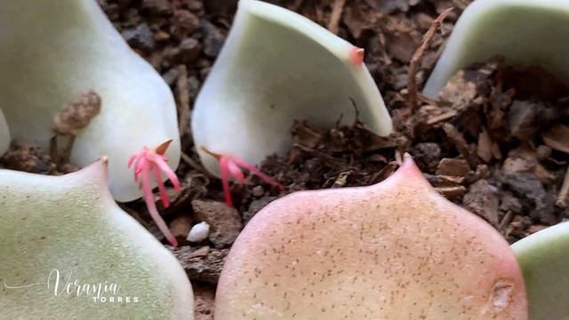 👩🏼🌾 Lo que querías saber de la Echeveria Lola, Mi forma de cuidarlas смотреть онлайн