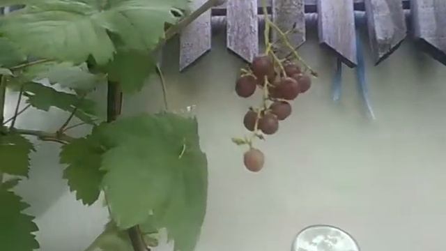 Виноград русский ранний и галбена ноу на 29.0718г смотреть онлайн