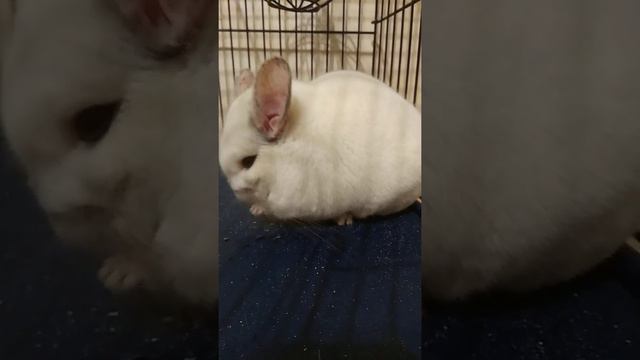 Шиншилла ест палочку смотреть онлайн