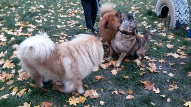 Это чау, детка! Бешеные самцы. смотреть онлайн