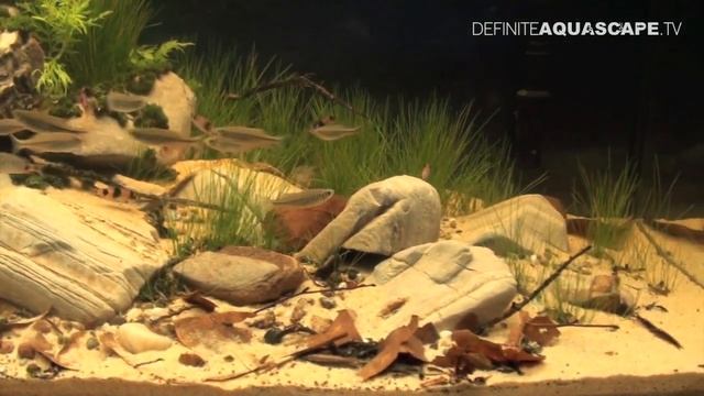 JBL Biotope Aquarium Contest 2013 - 1st place, Petra Bašić смотреть онлайн