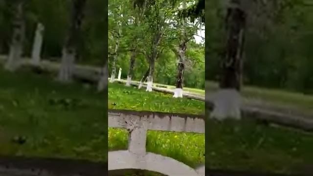 Выводок белок в Углекаменске смотреть онлайн