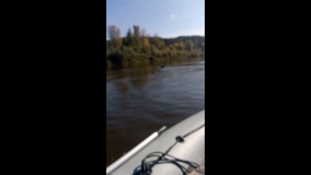 Медведь переплывает Вятка. Видео: vk.com Рыбалка в Кирове, автор Василий Мамаев смотреть онлайн