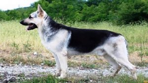 АЛАБАЙ против ВЕО (восточно европейской овчарки) КТО ПОБЕДИТ?