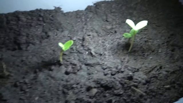 Освещение постоянное смотреть онлайн