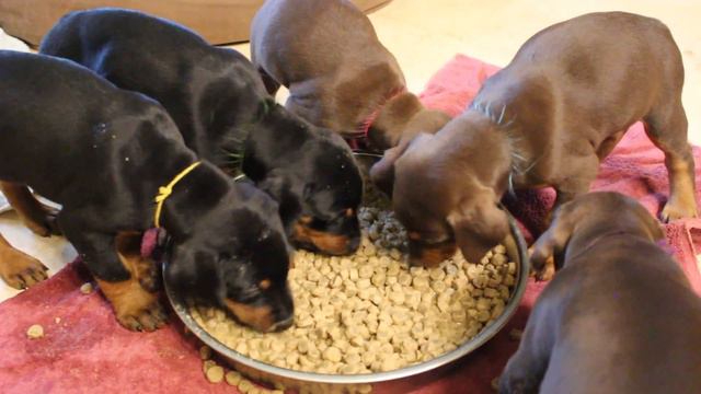 Doberman Puppies eat puppy food for first time смотреть онлайн