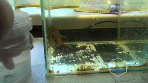 Анциструсы отнерестились в общем аквариуме. Выемка малька.