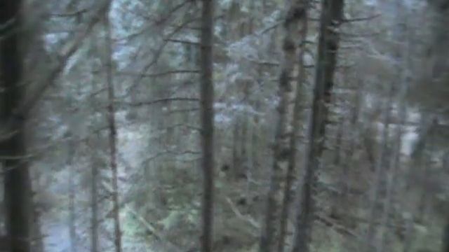 как не просто найти в лесу зайца смотреть онлайн