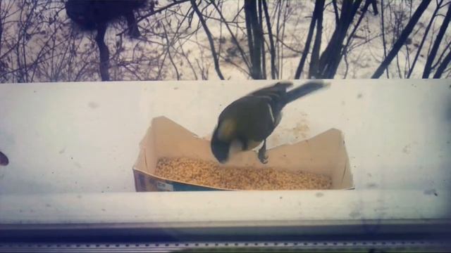 KE♥МИЛЫЕ ПТИЧКИ КУШАЮТ / Птицы едят . смотреть онлайн