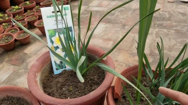 Growth and Comparison of Old and New Daffodils Bulbs | Fragrant Narcissus Flowers