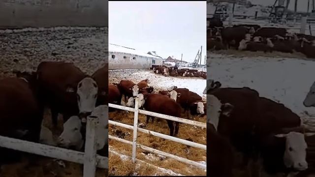 Казахская белоголовая с телятами продам.